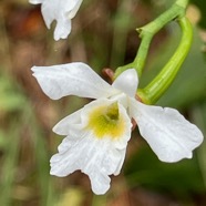 24. Beclardia macrostachya Orchidaceae Endémique Madagascar et Mascareignes IMG_9118.JPG.jpeg
